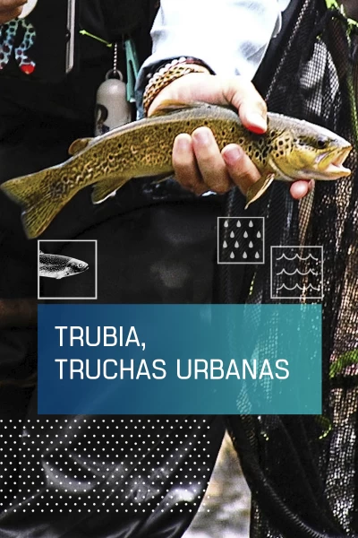 Trubia, truchas urbanas