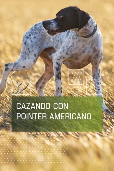 Cazando con pointer americano