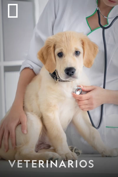 Veterinarios