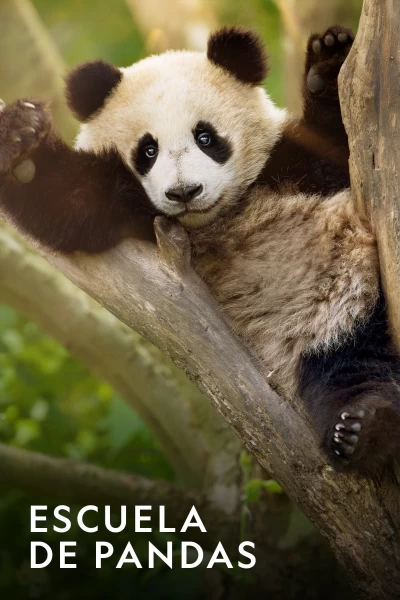 Escuela de pandas