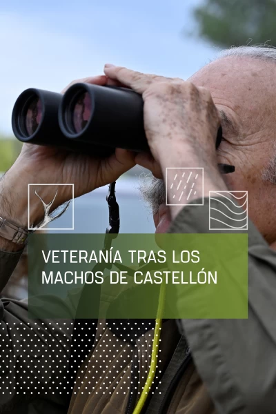 Veteranía trás los machos de Castellón