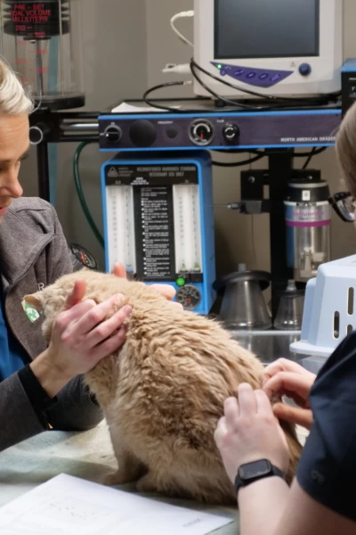 Veterinarios de Nebraska. T(T5). Veterinarios de... (T5): Como el perro y el caballo