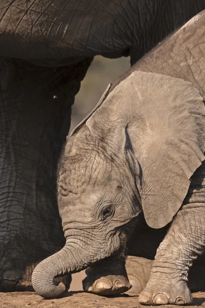 Pequeños gigantes del mundo animal. Pequeños gigantes del mundo animal