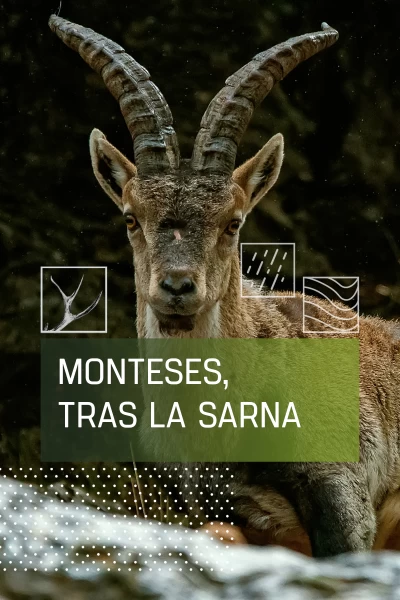Monteses tras la sarna