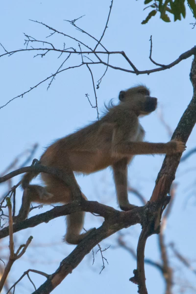 Visto en el safari. Visto en el safari: Los babuinos mandan