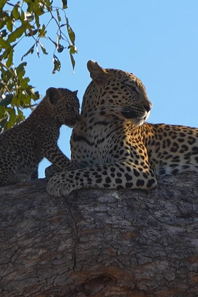 Visto en el safari. Visto en el safari: León vs. leopardo