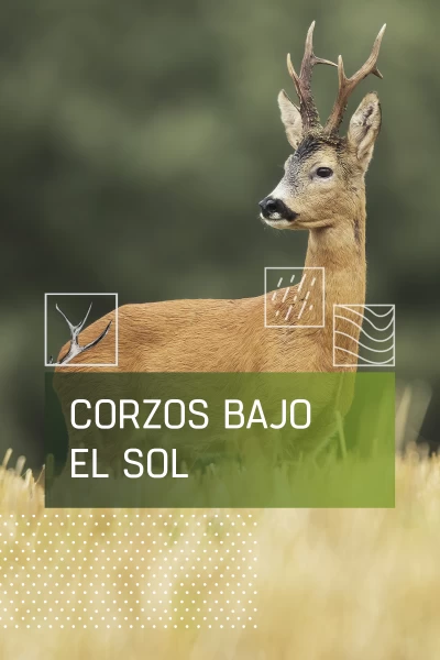 Corzos bajo el sol