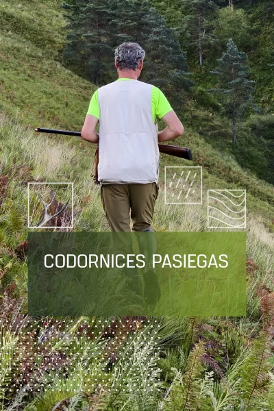 Codornices pasiegas