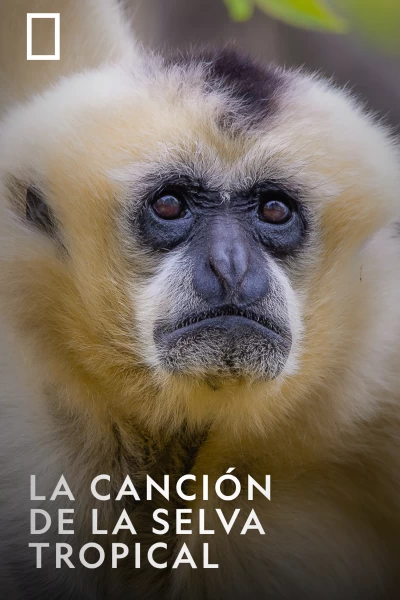 La canción de la selva tropical