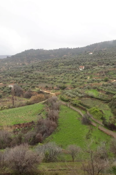 El escarabajo verde