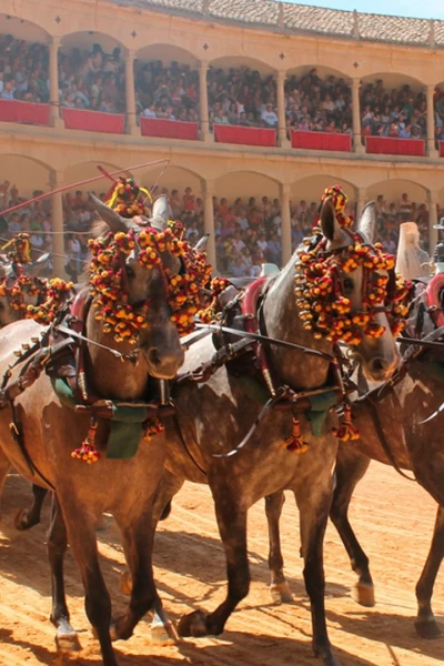 I Concurso Internacional de Enganches en Ronda