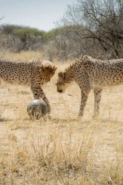 Animales juguetones