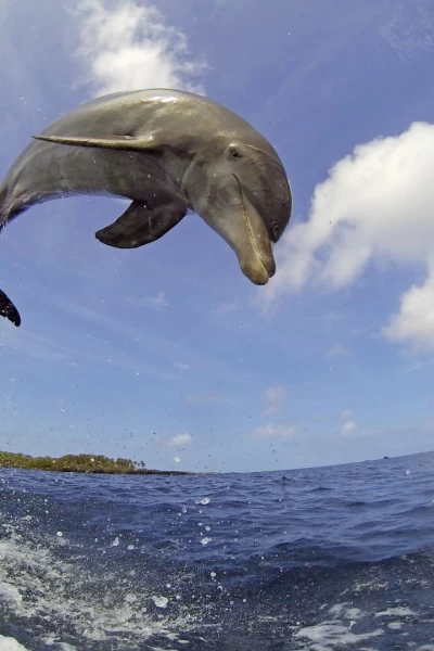 Delfines. Un espía en la manada