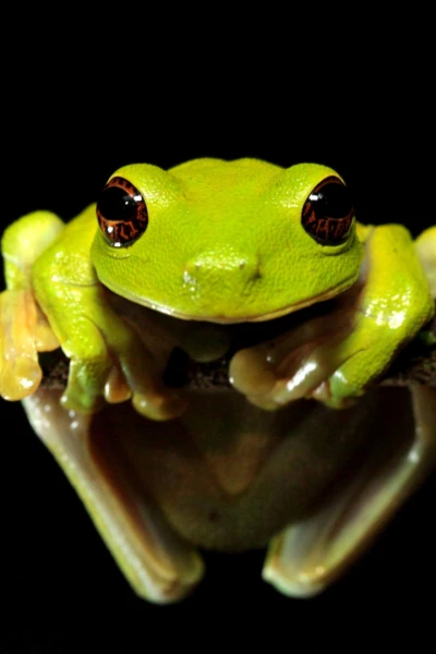 Expedición Nueva Guinea