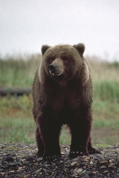 Los osos polares y los osos pardos: osos en lo más alto del planeta