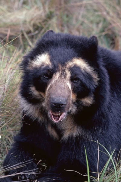 Osos andinos: Sombras del bosque