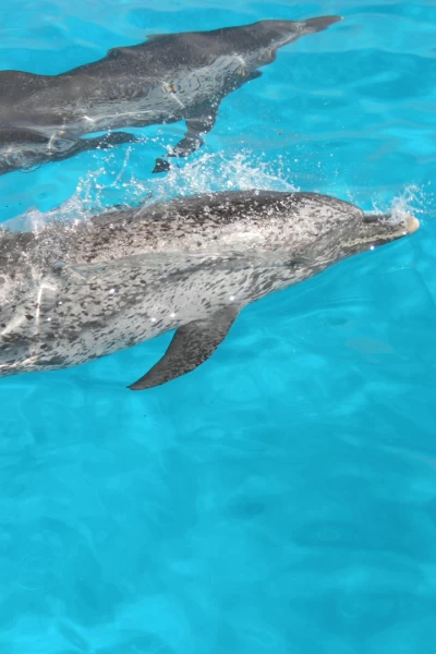 Buceando con delfines