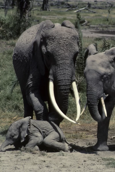 Eco: el elefante inolvidable: Mundo natural