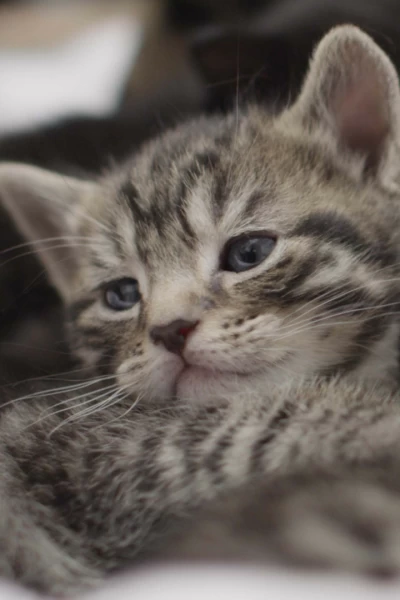 La vida secreta de los gatos