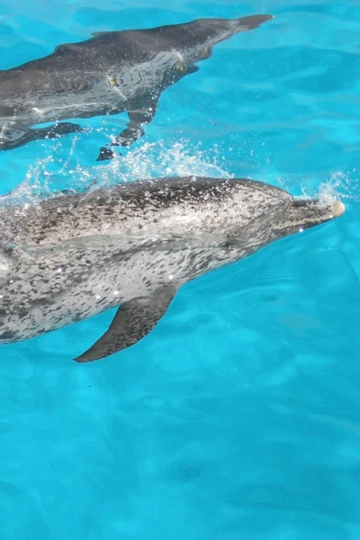 Buceando con delfines