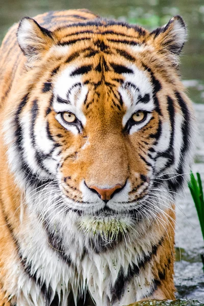 Trufa negra. Simbiosis perfecta