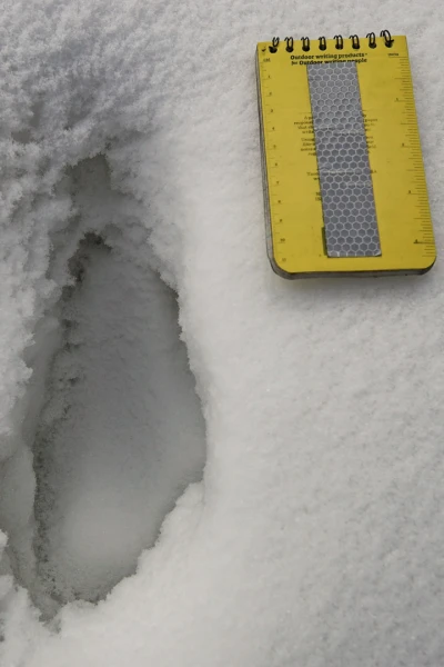 El Yeti, la nueva evidencia