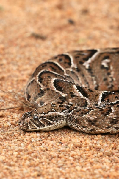 Misterios de la naturaleza. Misterios de la...: Una araña que brilla