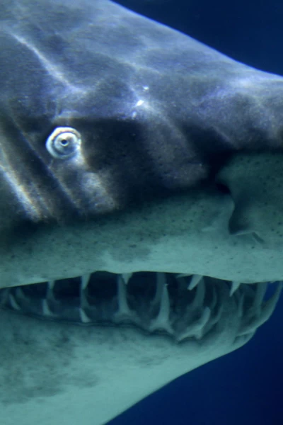 Tiburón: el cabo del miedo