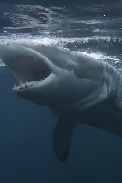 Tiburones: muerte en el paraíso