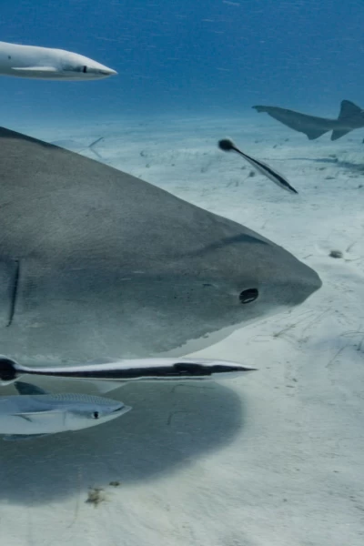 Kpop: cazadores de tiburones