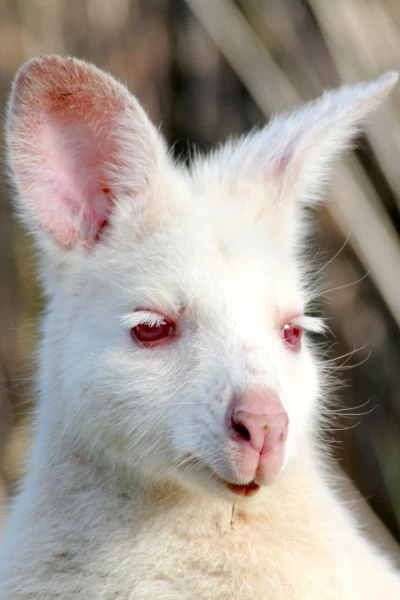 Tasmania: extraña y sorprendente