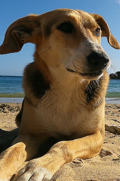 La playa, la vida salvaje alrededor de la sombrilla