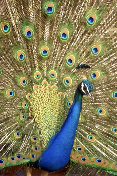 Los colores de la naturaleza