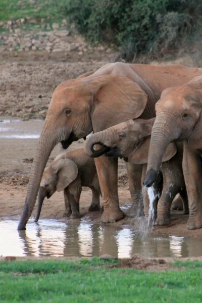 Grandes parques naturales de África: parque nacional de los elefantes de Addo