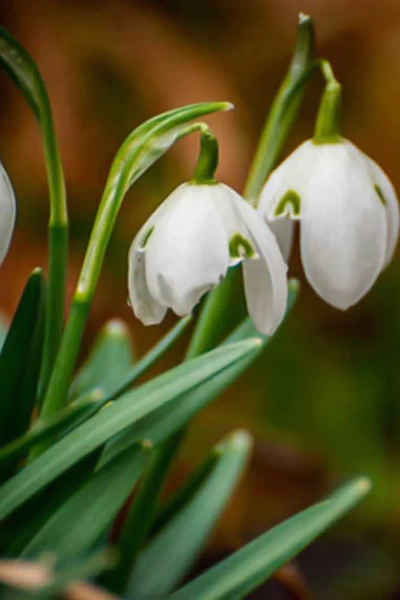 Historias de primavera