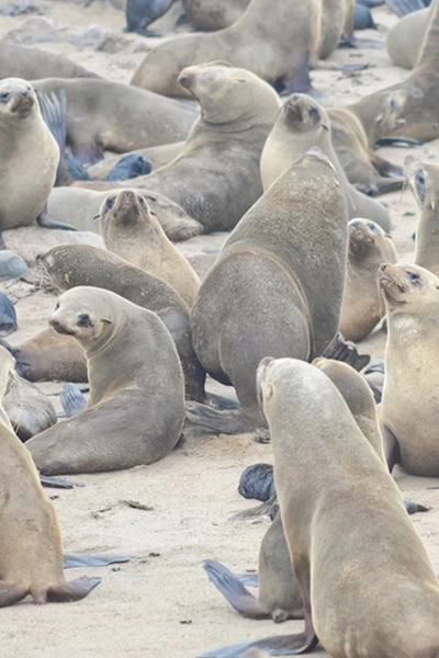 Focas. Unos mamíferos con mucho carácter