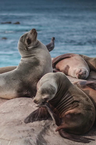 Sonidos de la naturaleza