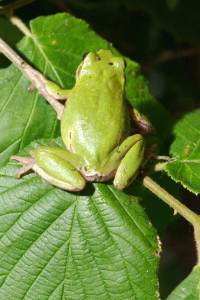 Normas de etiqueta de la naturaleza: Quien viste qué y porque