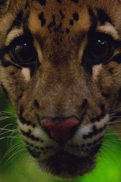 Los felinos de Tailandia