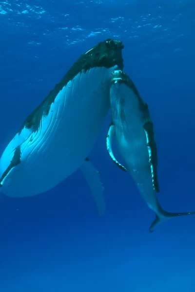 Cachalotes: gigantes del mar