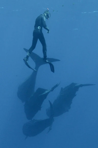 Familia de cachalotes