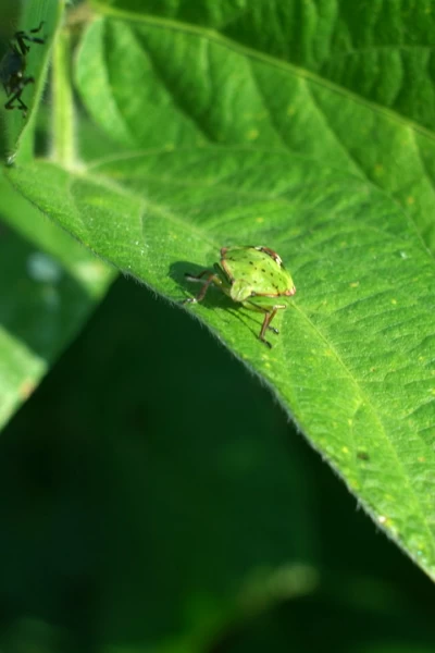 Insecticidas, licencia para matar