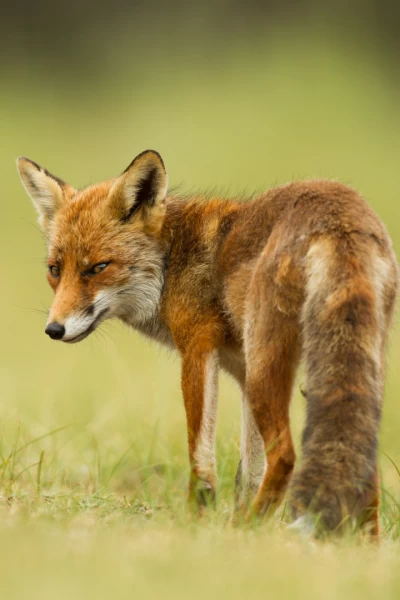 La princesa del bosc
