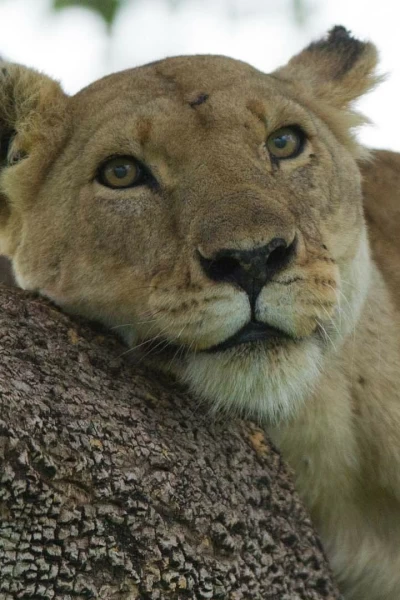 León. Auge y caída de la manada del pantano