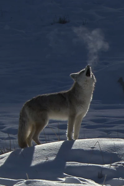El Coyote: El Segundon De Yellowstone