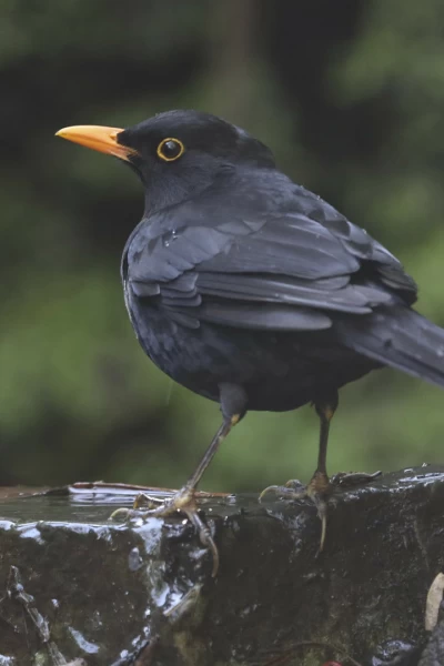 Garajonay, el bosque primigenio de Europa