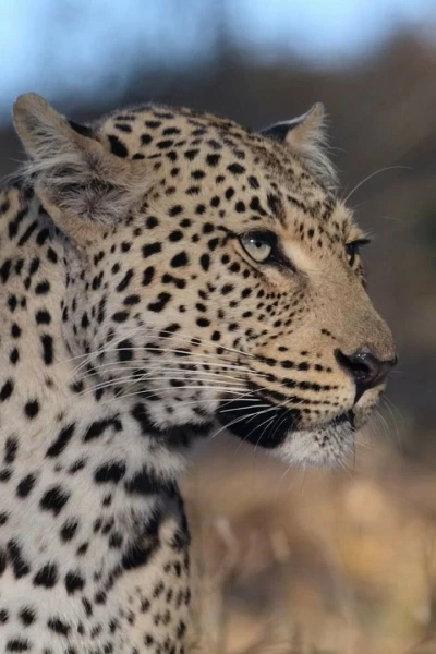 La soledad del leopardo