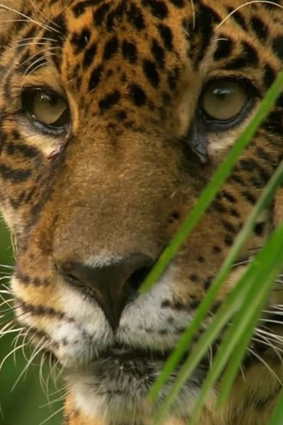 Jaguar, el rey de la jungla