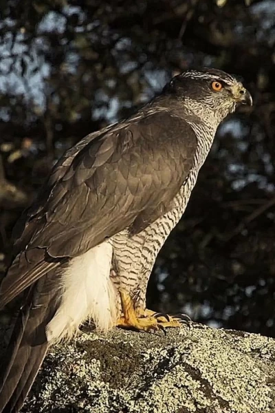El cazador silencioso