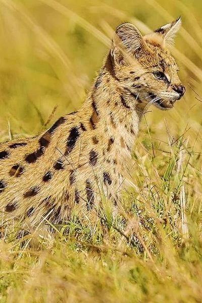 Las criaturas secretas de África